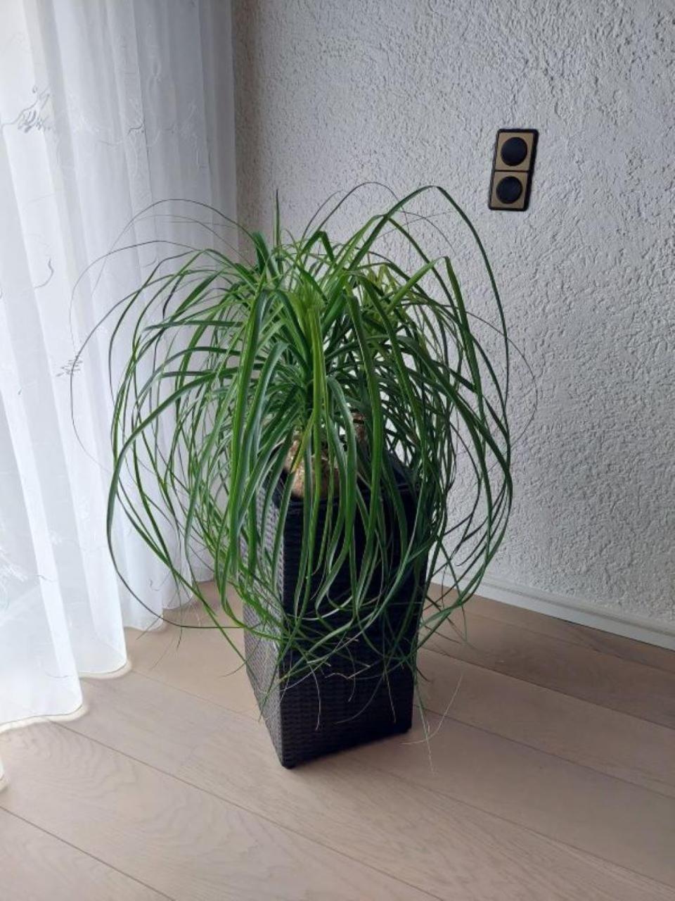 Harzhaus Rauch Apartment *